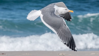 白色和灰色的海鸥飞在海滨附近
